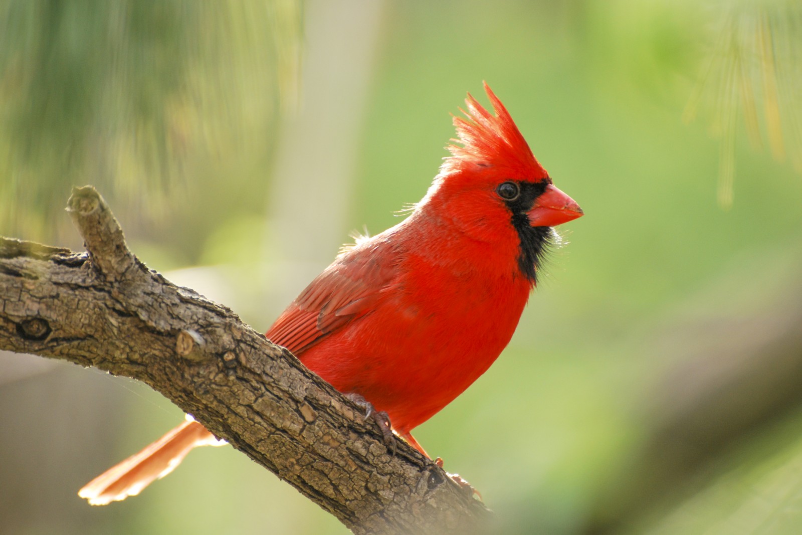 Northern Cardinal - For The Birds